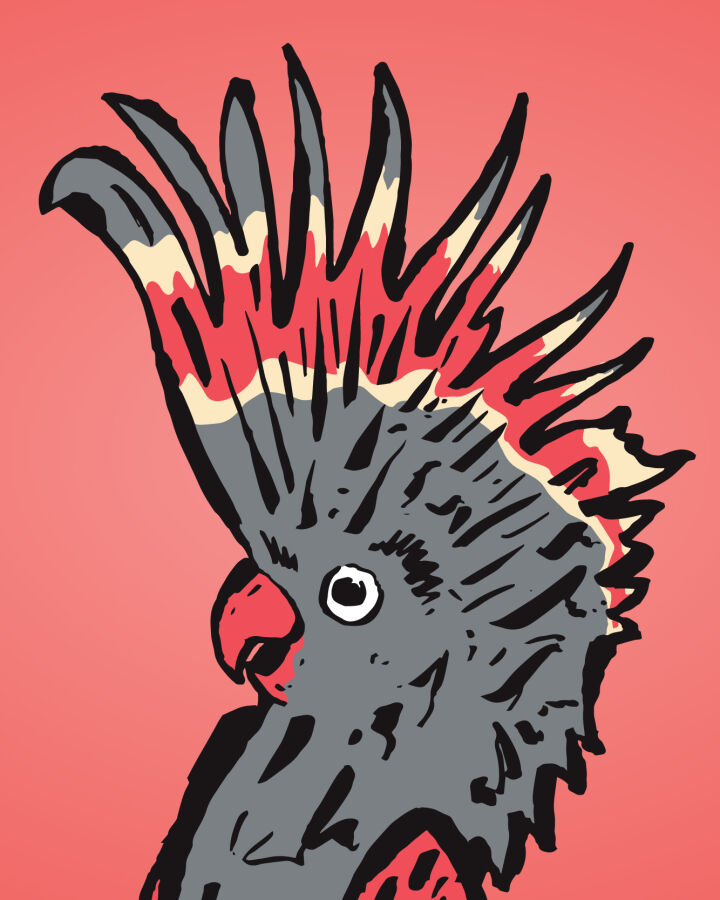Logo for the Melbourne International Comedy Show. The picture depicts a black cockatoo with dark pink and light yellow accents. The background of the image is coral pink.