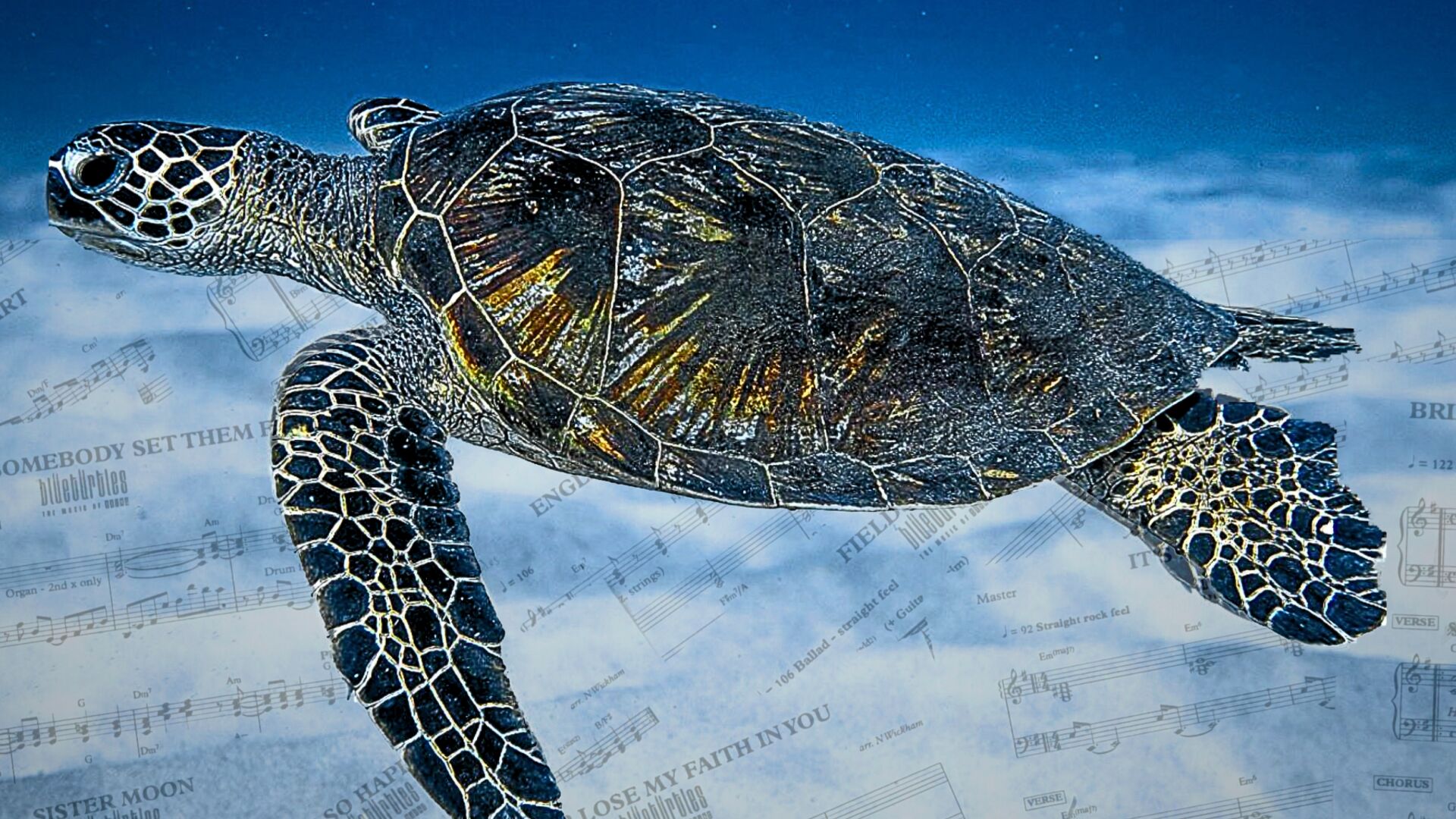 Blue Turtles: ~The Music of Sting~