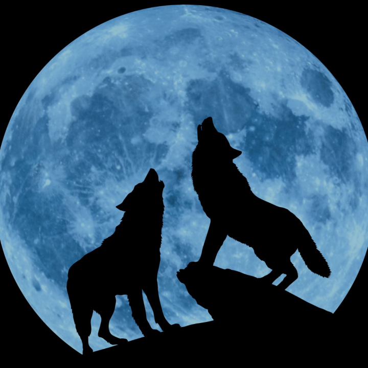 Illustration of silhouette of wolves howling in front of a full moon