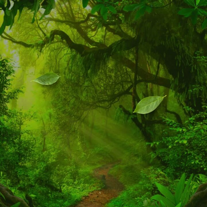 Disney's ~The Jungle Book~