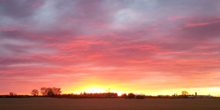 Sun setting on horizon behind trees